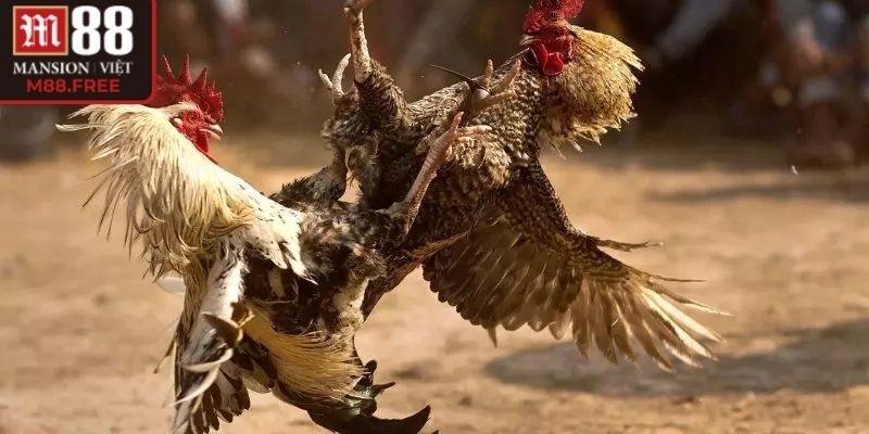 Công nghệ đá gà 4K M88 giúp thấy rõ từng pha ra đòn sắc lẹm