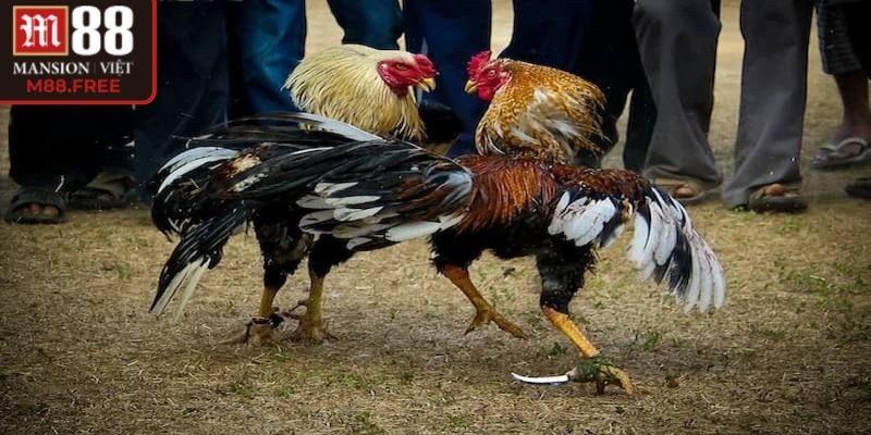 Mẹo cược đá gà cựa dao M88 dựa trên quan sát lực chân
