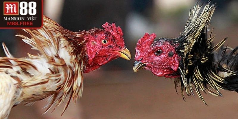 Tỷ lệ thắng và luật đá gà cựa dao M88 công khai rõ ràng