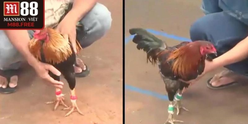 Luật đá gà cựa sắt M88 rõ ràng, sát thực từng pha giao tranh