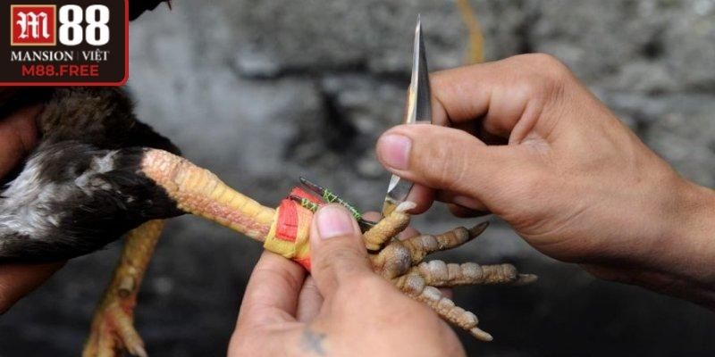 Đá gà cựa sắt thiên về bền bỉ, sức chống đỡ và phản công