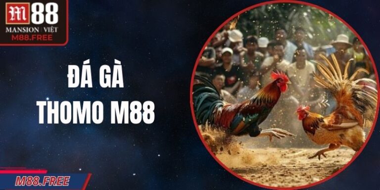 Đá Gà Thomo M88 – Trận Chiến Thực Tế Tại Trường Đấu Lớn