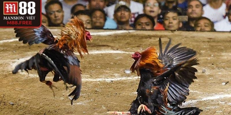 Cập nhật liên tục trận với hình ảnh sắc nét