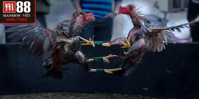 Gà tre thi đấu linh hoạt, phản xạ tốt, ra đòn cực kỳ nhanh