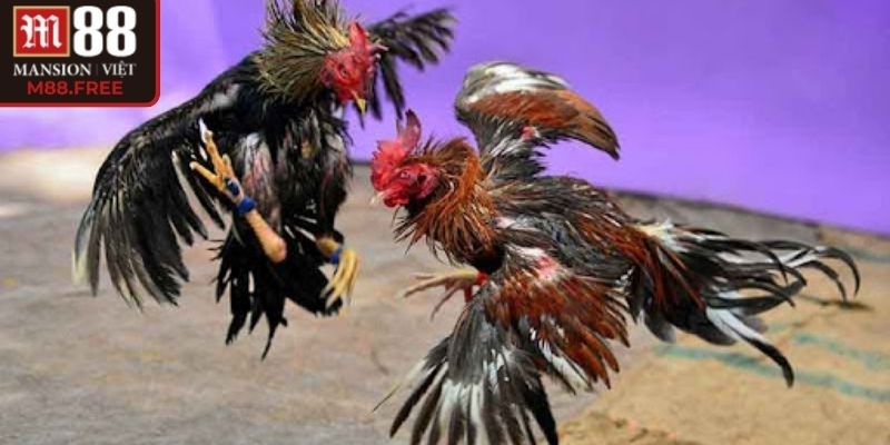 Ba hình thức được nhiều thành viên lựa chọn