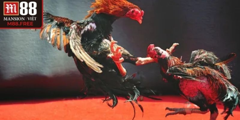 Tỷ lệ ba cửa cược mang lại đa dạng lựa chọn
