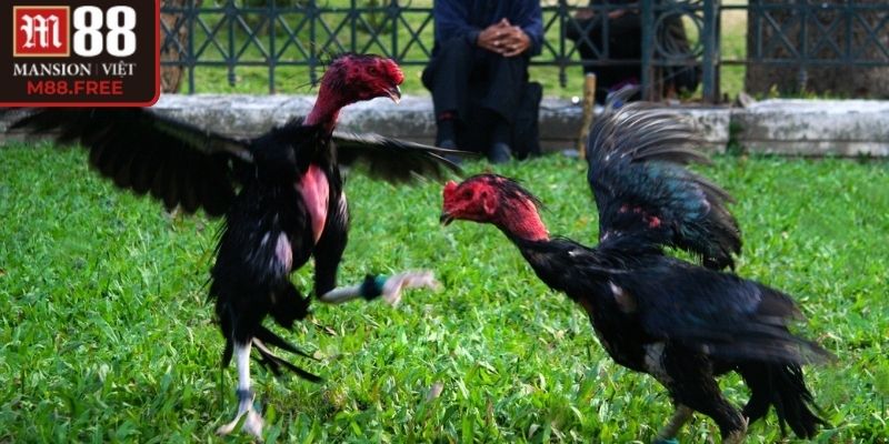 Đặt kèo máu M88 đúng thời điểm tăng thắng cao