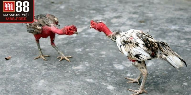 Quan sát phản xạ gà khi vào giai đoạn để đặt cược đúng