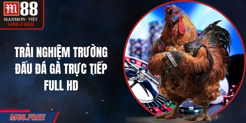 Trải nghiệm trường đấu đá gà trực tiếp full HD